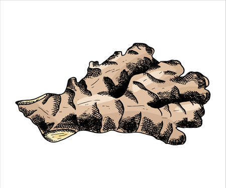 Ginger vector illustration. Hand drawn colorful ginger root. Herbal spicy ingredient sketch for packaging design, poster, menu, recipe book. Organic healthy vegan food, root vegetableのイラスト素材