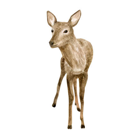 watercolor deer illustration. Hand painted realistic fawn, baby deer sketch. Woodland animal drawing isolated on white background. Brown reindeer, forest mammal clipartの写真素材