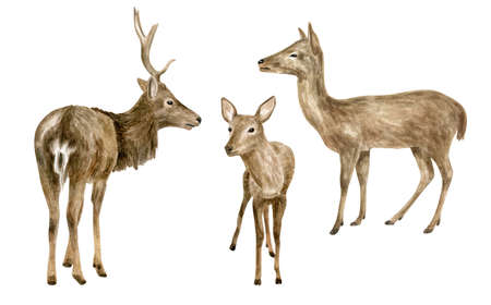 Watercolor deer illustration set. Hand painted realistic buck, doe and fawn deer sketch. Woodland animals drawing isolated on white background. Brown reindeer family, forest mammal
