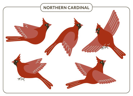 Red cardinal birds set. Cute flying Northern cardinal songbirds in various poses isolated on white background. Winter forest bird vector illustration for cards, posters, decor. Christmas symbolismのイラスト素材