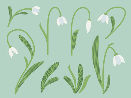 Snowdrops vector illustration set. Cute perennial white winter flowers with leaves in flat style with hand painted texture. Sign of spring plants. Floral design with blooming Galanthus flowersのイラスト素材