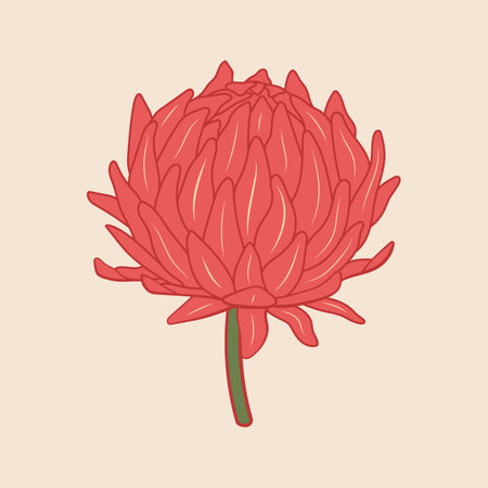 Bright pink vector flower illustration. Elegant strawflower drawing with vibrant petals on pastel background. Modern botanical design. Blooming bud in outline style with colored fill for cards, decorのイラスト素材