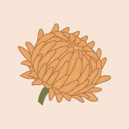 Modern vector flower illustration. Elegant Strawflower stroke drawing with colored soft muted yellow petals on pastel background. Botanical line design. Blooming outline bud with for cards, printのイラスト素材