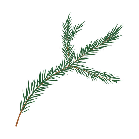 For tree branch vector illustration. Green pine twig with needles isolated on white background. Evergreen conifer holiday decoration for Christmas, winter design, cards, posters in flat cartoon styleのイラスト素材