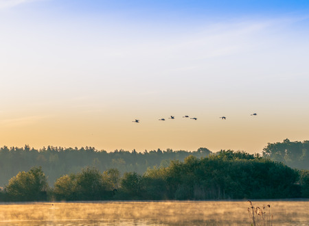 a flock of swans flying over the river early in the morningの写真素材