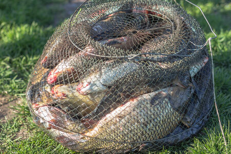 caught fish in cagesの写真素材