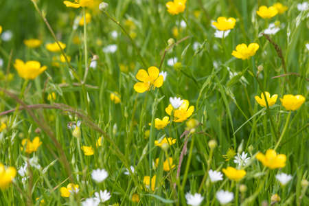 yellow buttercups and white flowers on a green meadowの写真素材