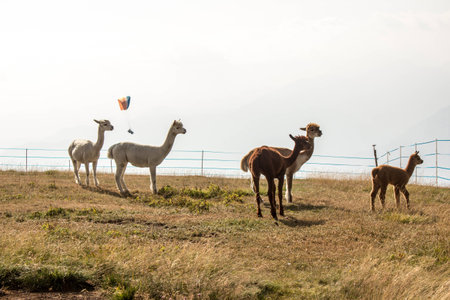 Young alpacas in the Italian alpsの写真素材