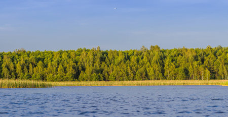  large lake surrounded by forestの写真素材