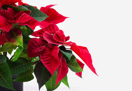 Christmas star flower on a white backgroundの写真素材