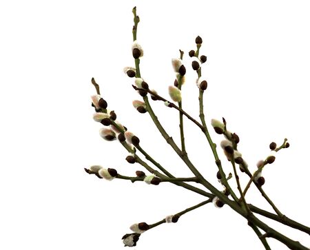 willow branch on a white background
