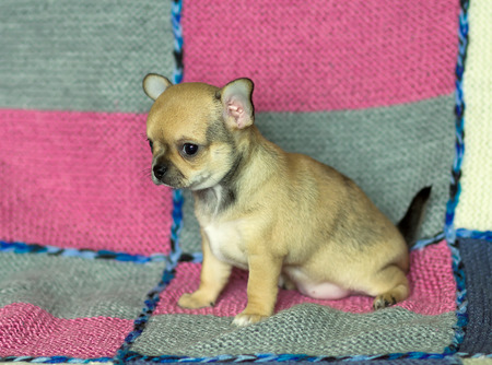 small chihuahua puppyの写真素材