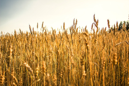 field with ears of wheatの写真素材