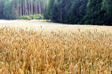 field with ears of wheatの写真素材