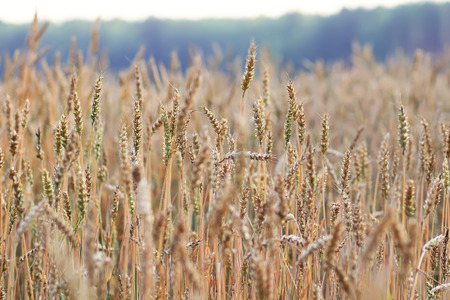 field with ears of wheatの写真素材