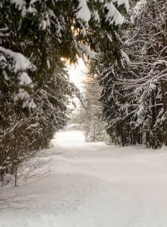 road in the winter forestの写真素材