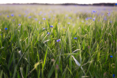 Cornflower flowers in the fieldの写真素材