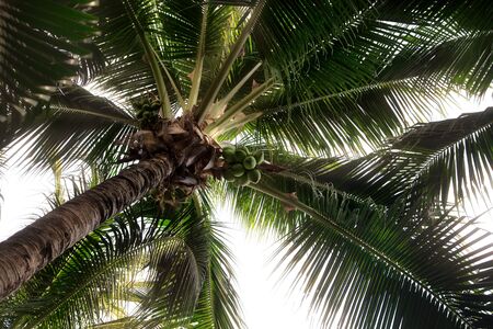 coconuts on a palm tree, top viewの写真素材