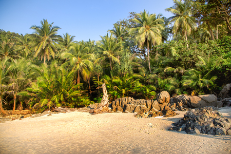 palm trees with coconuts on the beach in Thailandの写真素材
