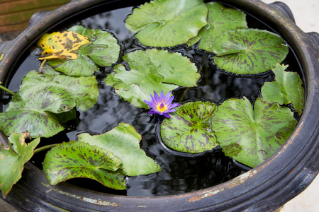 water lily in a container with waterの写真素材