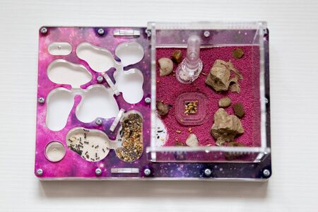 acrylic ant farm with ants on a white background