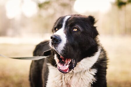 big dog alabai central asian shepherd closeup portraitの写真素材