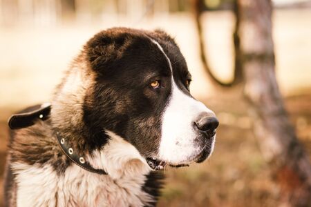 big dog alabai central asian shepherd closeup portraitの写真素材