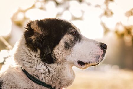 big dog alabai central asian shepherd closeup portrait