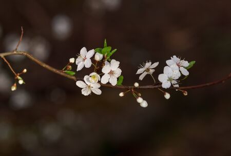 cherry flowers on the branchesの写真素材