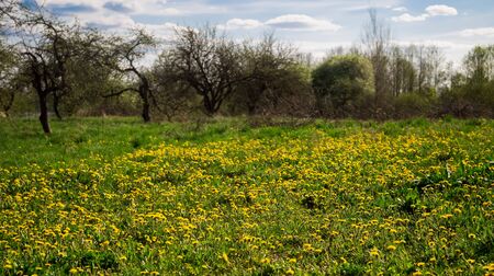 dandelion field in summer in natureの写真素材