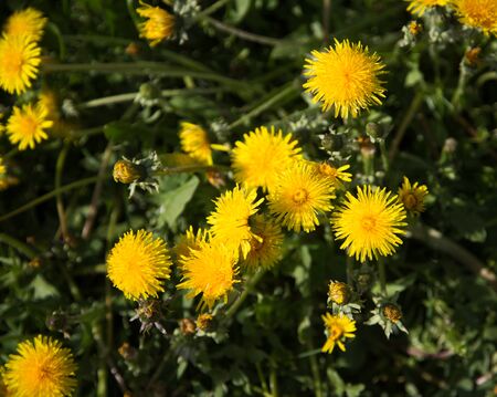 yellow dandelion flowers close-up in natureの写真素材