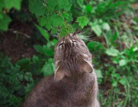 gray cat outdoors in summer in natureの写真素材