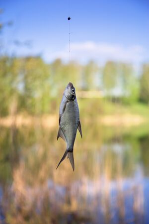 fish hanging on a hook in natureの写真素材