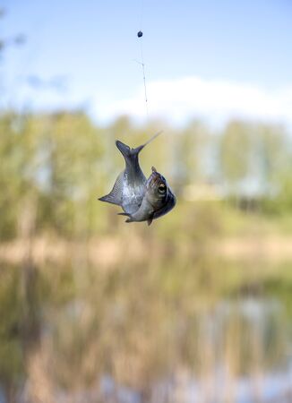 fish hanging on a hook in natureの写真素材