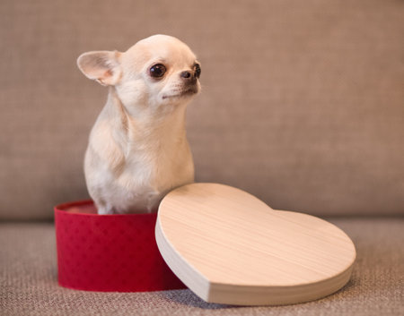 Little chihuahua beige dog sits in a box in the shape of a heart. Valentine's day compositionの写真素材