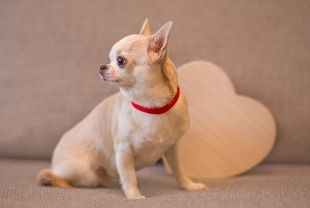 Little Chihuahua dog amid heart. Valentine's day compositionの写真素材