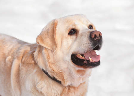 Dog white labrador close-up in winter outdoorsの写真素材
