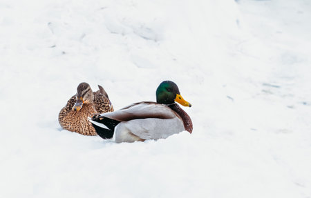 drake and a duck sit in the snow on the river bankの写真素材
