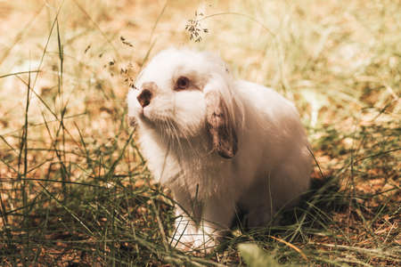 Fluffy white rabbit sits on the grass in the summer in natureの写真素材