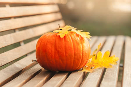 Big orange pumpkin on a bench in an autumn park. Halloween propsの写真素材