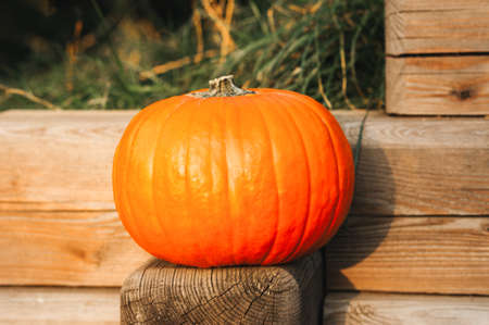 Big orange pumpkin on a bench in an autumn park. Halloween propsの写真素材