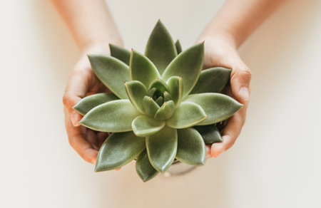 Sukulent flower in children's hands on a white backgroundの写真素材