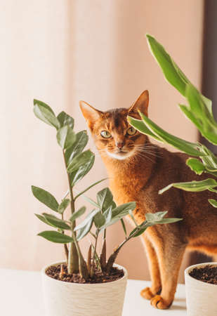 Purebred abyssinian cat on the table with home flowers, indoorの写真素材