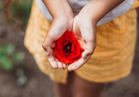 Beautiful poppy flower in girls hand in poppy fieldの写真素材
