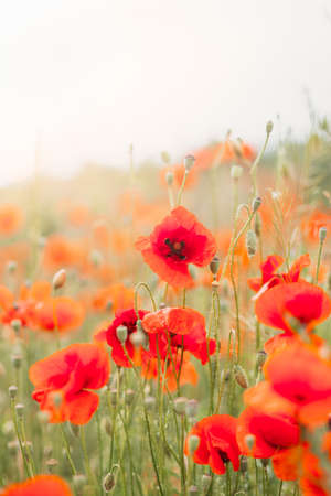 Red poppy flowers on the fieldの写真素材