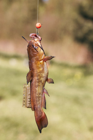 Closeup catch of one river or lake little fish, little catfish hanging on sharp fish-hook on lip with maggot sunny day outdoor on water natural backgroundの写真素材