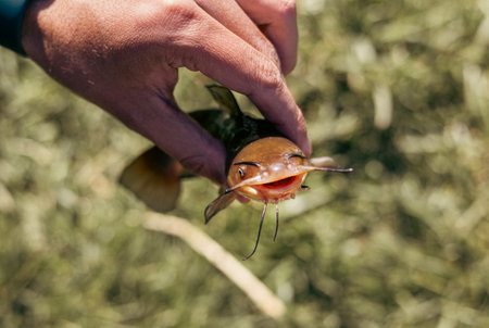 Closeup of catch of one river or lake little fish, little catfish in man hand sunny day outdoor on water natural backgroundの写真素材