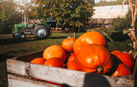 Autumn Harvest of Pumpkins in big wooden boxes on street farm market.の写真素材