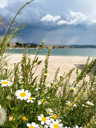 Sea coast in Croatia with flowers and trees. Summer vacation and travelの写真素材