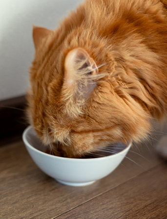 Big ginger cat eats from a bowl. Pets and their nutritionの写真素材